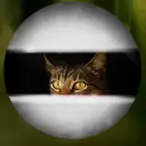 PhiloPhilosoPhilosophy from patreon